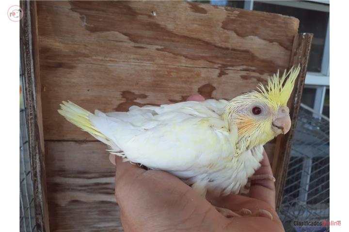 Cockatiel Bebe  Puerto Rico