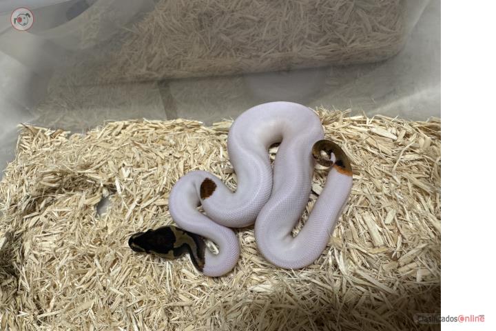 Hermosas Ball Python  Puerto Rico