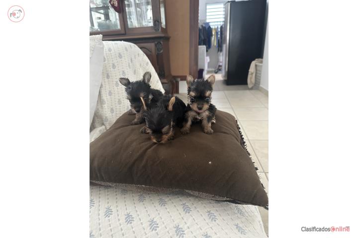 Yorkies  Puerto Rico