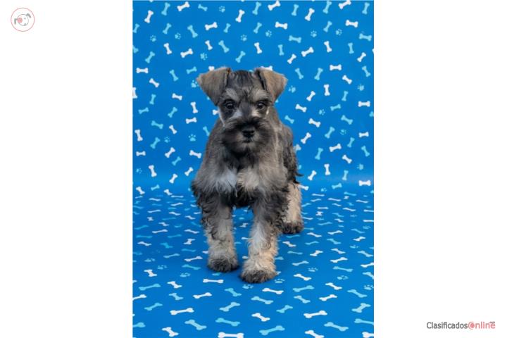 Schnauzer mini machos 2 meses Puerto Rico