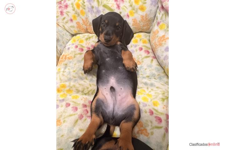 Salchicha / Daschund  Puerto Rico