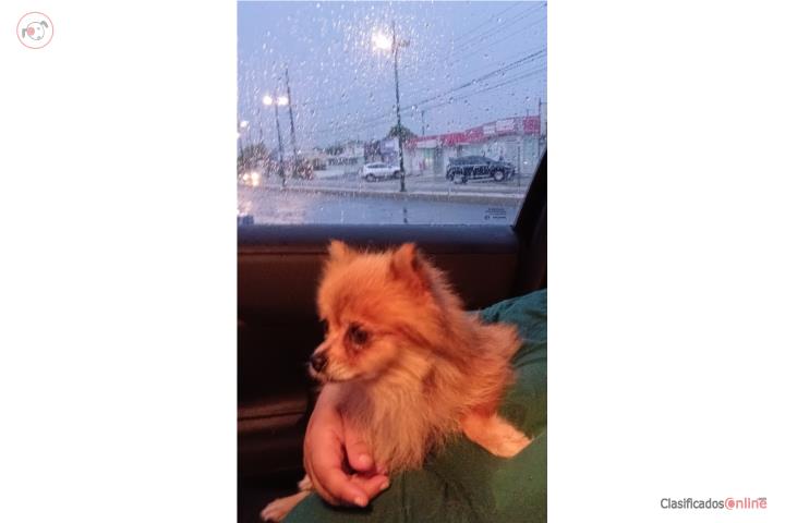 Pomerania hembra Puerto Rico