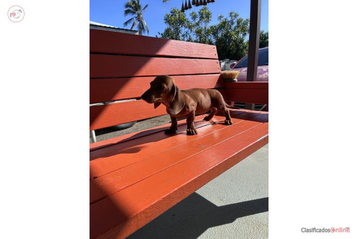 Dachshund  Puerto Rico