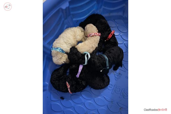 Poodle Standard Puerto Rico