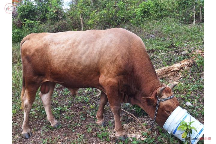Toro manso Puerto Rico