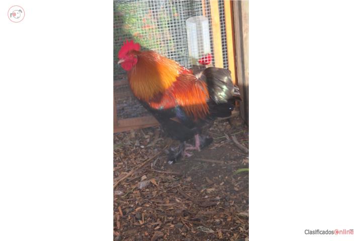 Gallos para relocalizar Puerto Rico