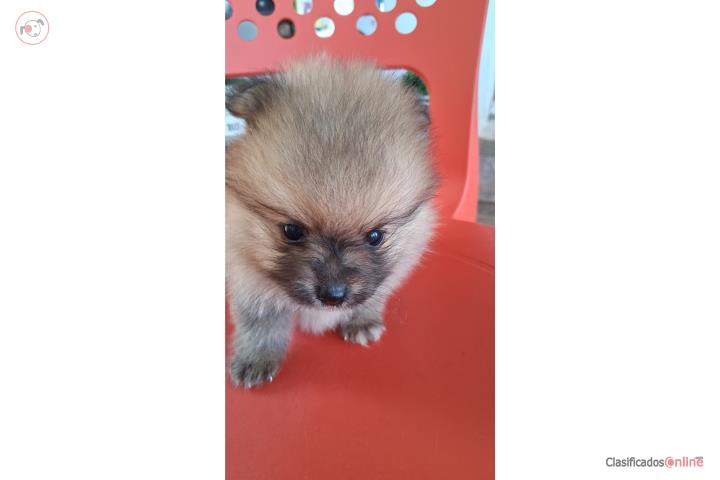 Pomerania macho  toys Puerto Rico
