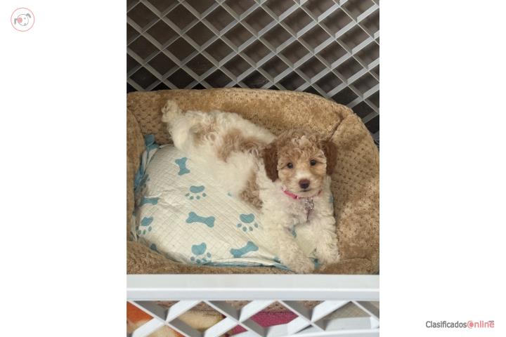 Poodle Mini Nena  Puerto Rico