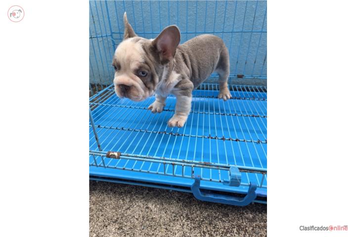 French Bulldog Macho  Puerto Rico