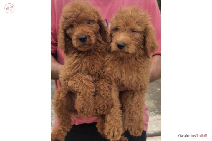 GOLDENDOODLE MACHOS  Puerto Rico