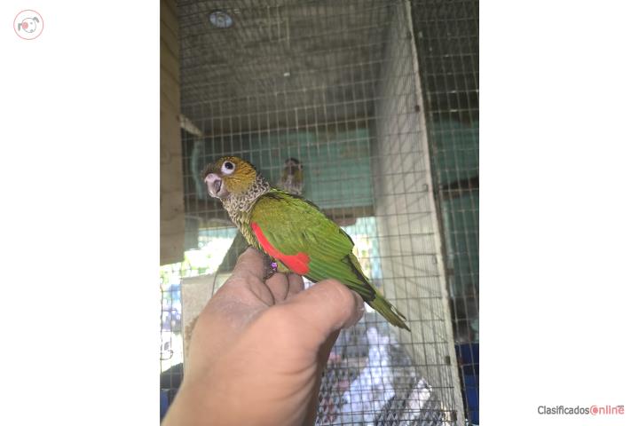 Black Cap Conure Puerto Rico