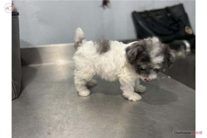 Poodle teacup blanca y gris en Puerto Rico