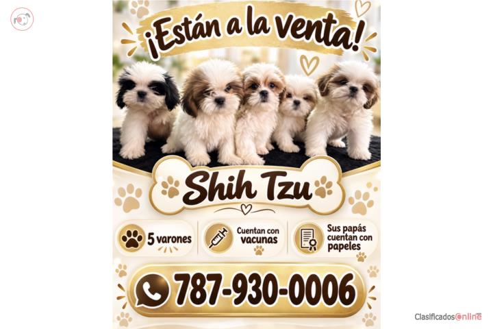 Shitzu  Puerto Rico