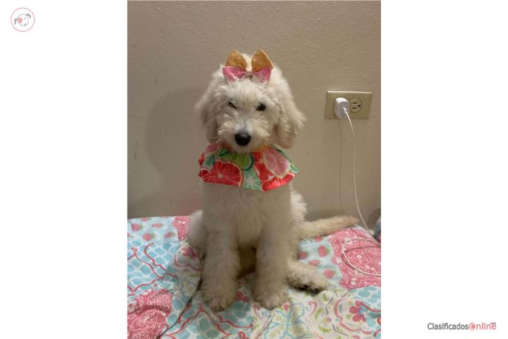 Poddle 3 meses $$800 vacunas aldia Puerto Rico