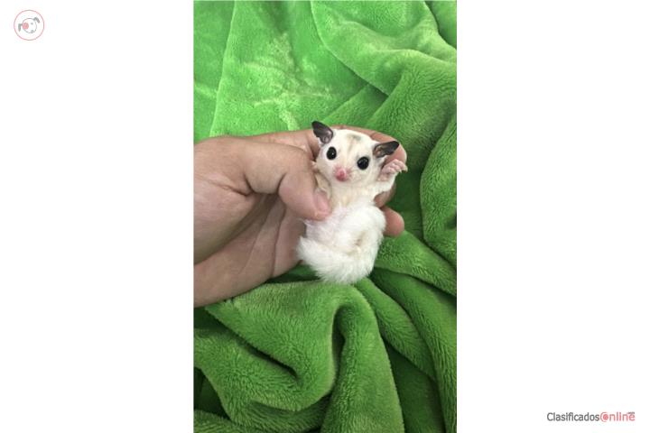 Sugar glider Manzo en Puerto Rico
