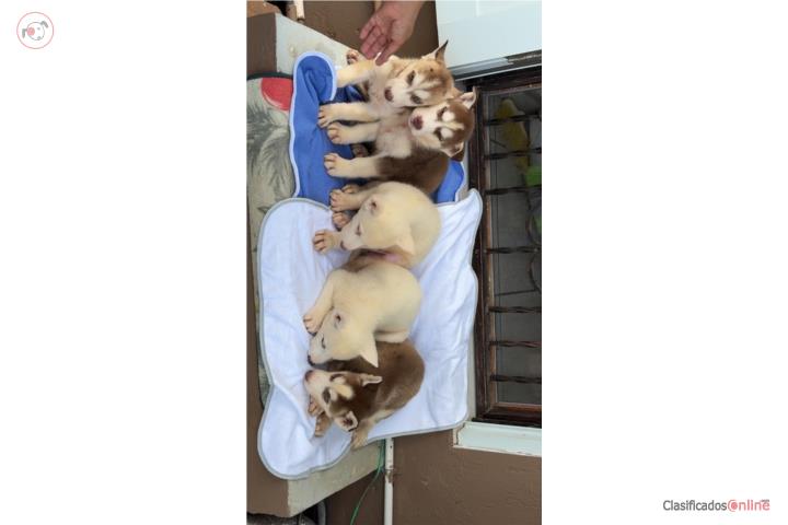 Husky siberiano puros Puerto Rico