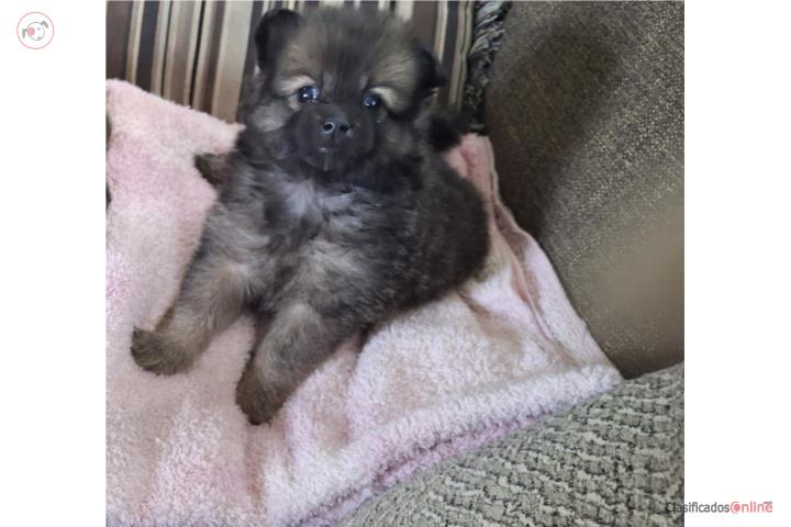 Pomerian puppys Puerto Rico