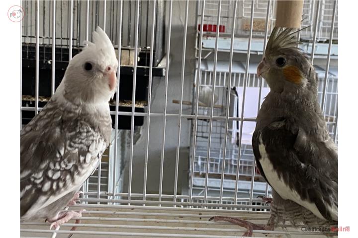 Cockatiel jovenes Puerto Rico