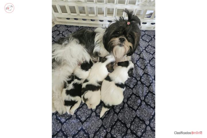 Cachorros Shitzu en Puerto Rico