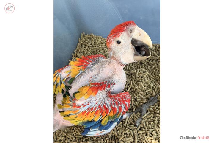 Guacamayo Scarlet bebe Puerto Rico