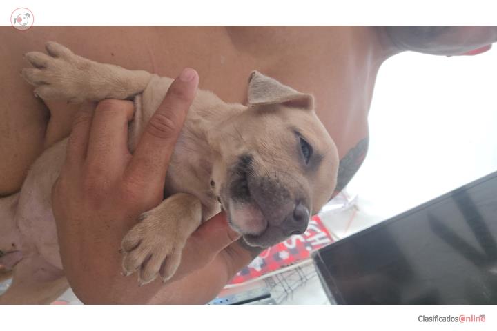 Perrita blue fawn de ojos azules en Salinas