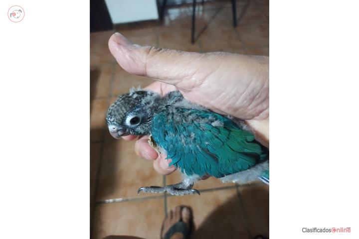 Green Cheek Turquezas 2 disponibles Puerto Rico