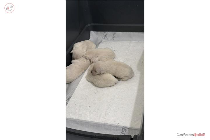 West Highland White Terrier en Caguas