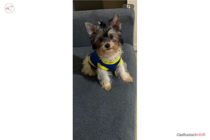 Yorkie macho Toy Parti en Juana Díaz