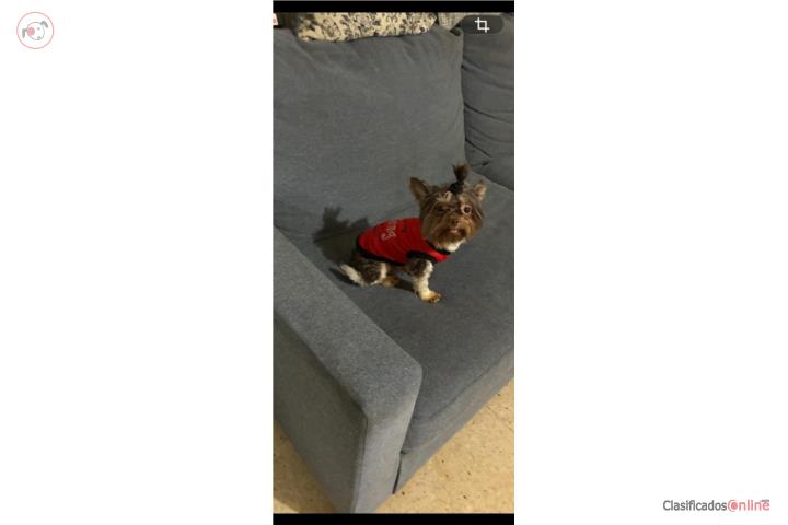 YORKIE MACHO Puerto Rico