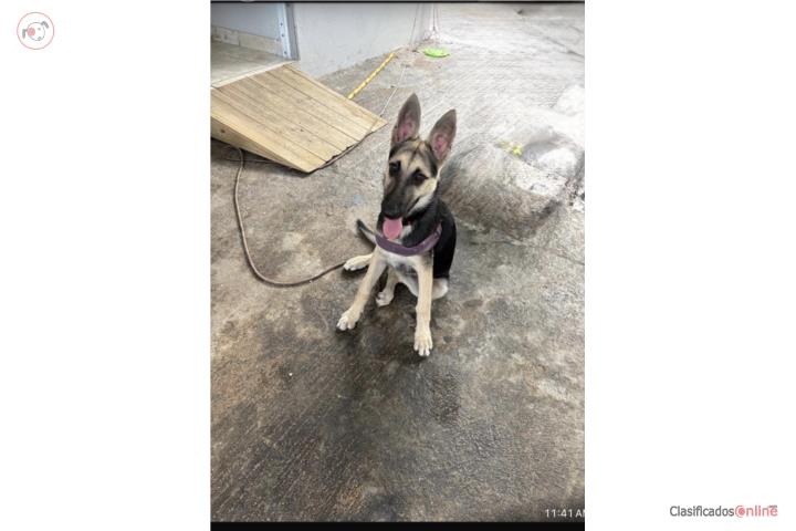 Preciosa German Sheppard puppy  Puerto Rico