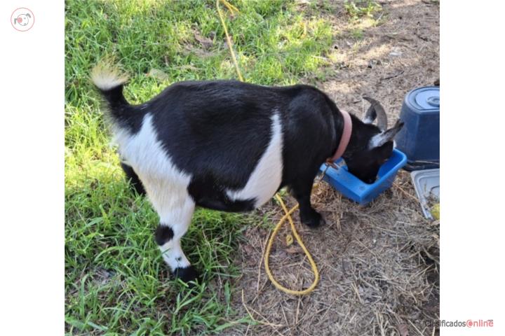 Cabra Enana Preña  Puerto Rico