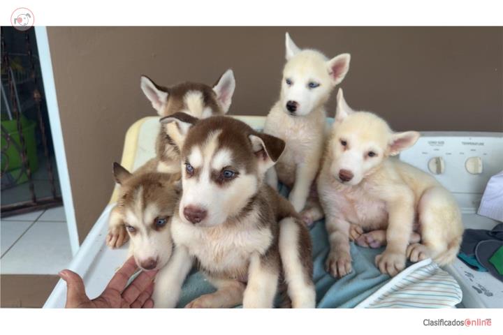 Siberian Husky Puros Puerto Rico