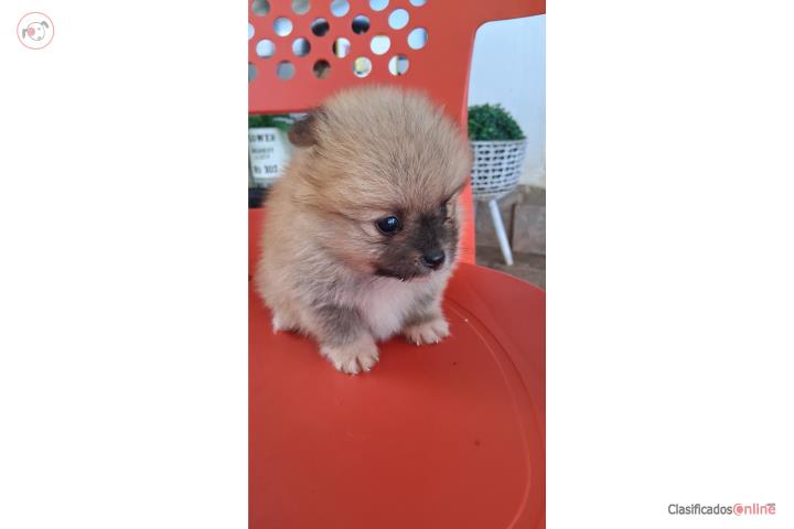 Pomerania macho  toys Puerto Rico