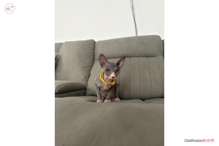 Sphynx hembra de 4 meses  Puerto Rico