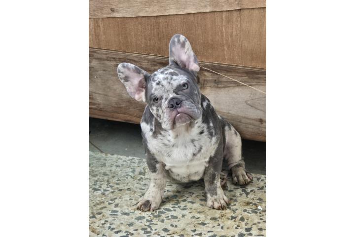 FRENCHIES AKC MERLES