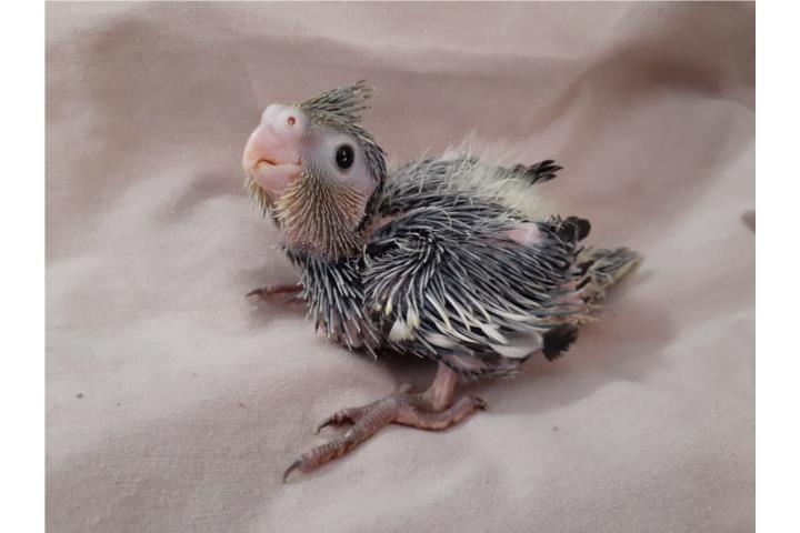 Cockatiel bebe