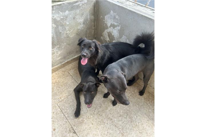 Perritos en adopción