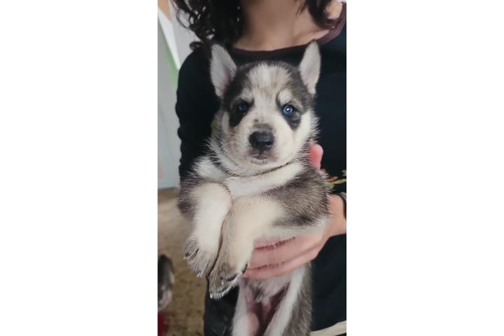 Cachorros huskies líderes juguetones