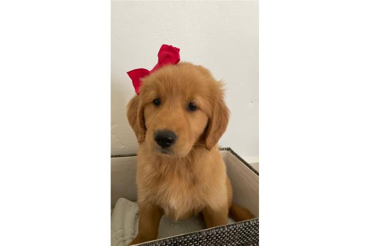 Golden Retriever Puppies en Oferta!