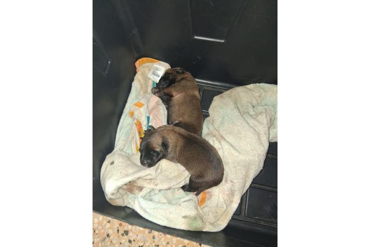 Pastor belga malinois