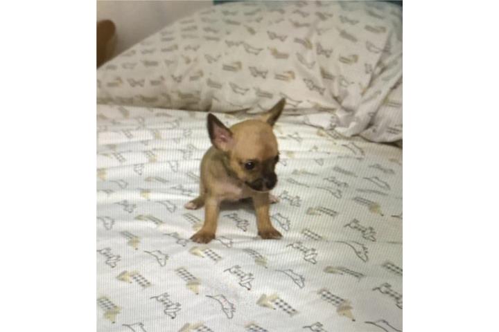 Chihuahua