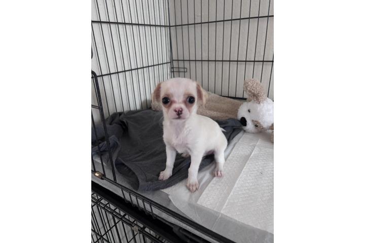 Chihuahua Macho Blanco con Crema