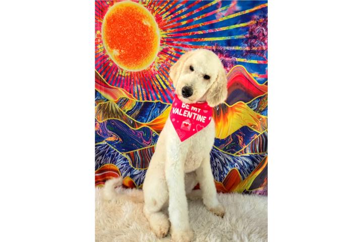 Poodle Standard 1 año