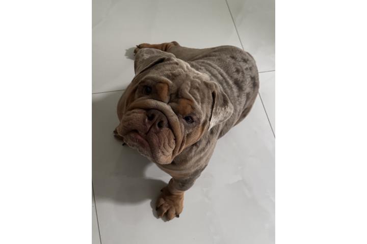 English Bulldog busca novia