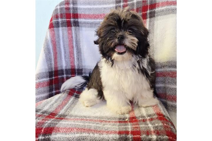 Shitzu Macho 4 meses