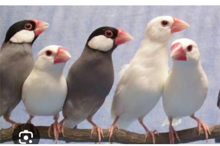 Javas finches cantando mucho
