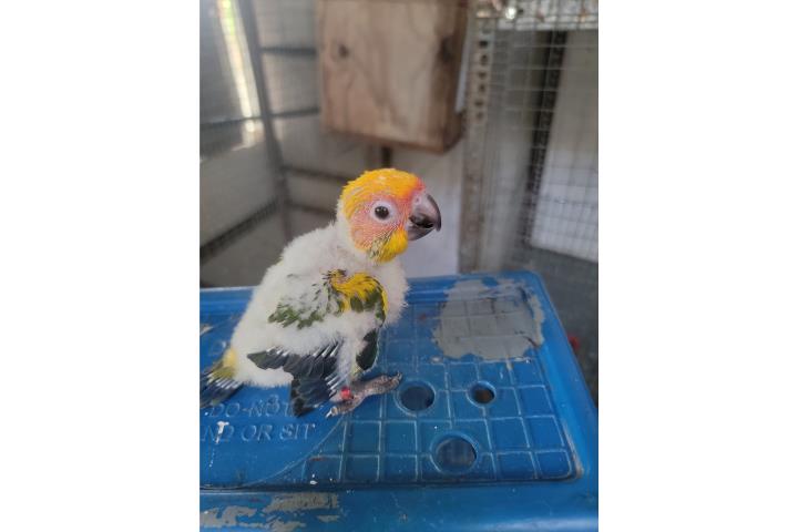 Se vende Sun Conure para criar a mano