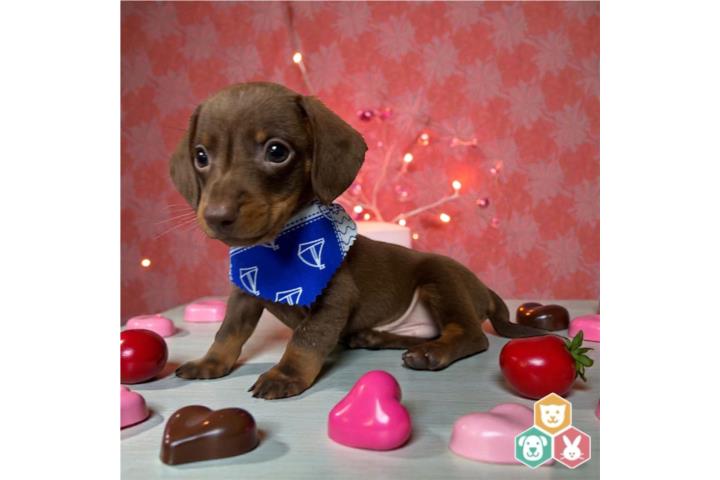 Mini Dachshund/Salchicha