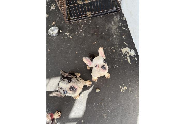 Hermosos FRENCHYS merle y blanco y negro