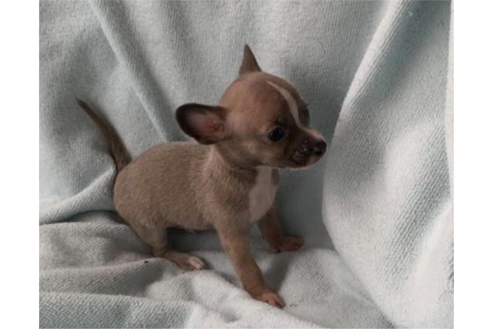 Chihuahua